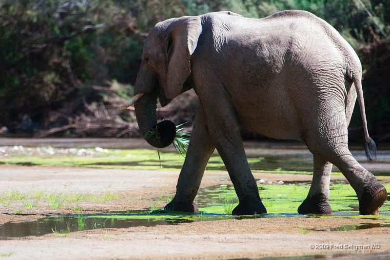 20090604_120906 D300 X1.jpg - Elephants